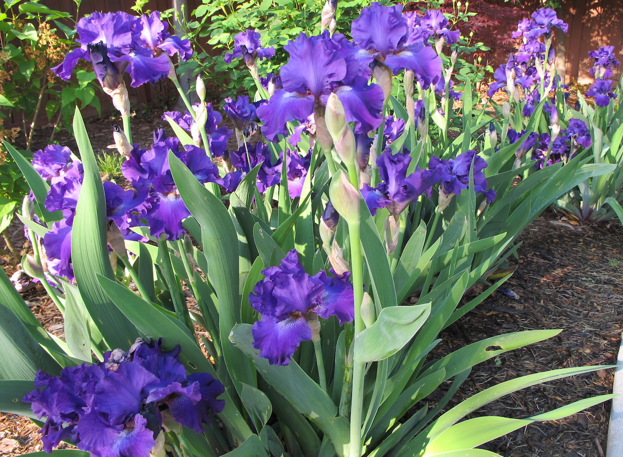 bearded irises