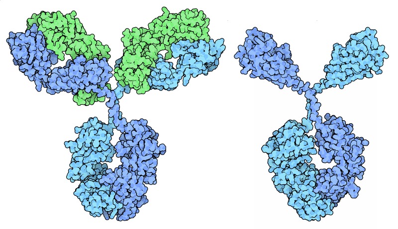 Antibody structures